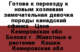 Готова к переезду к новым хозяевам замечательная девочка породы канадский сфинкс › Цена ­ 4 000 - Кемеровская обл., Белово г. Животные и растения » Кошки   . Кемеровская обл.